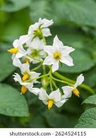 Attēlu rezultāti vaicājumam “Solanum tuberosum flower”