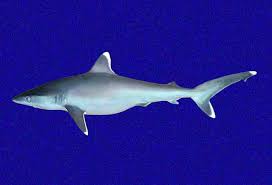 Image result for Carcharhinus albimarginatus