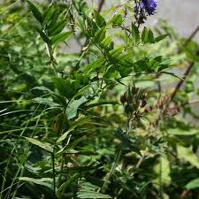 Attēlu rezultāti vaicājumam “Galega orientalis fruit”