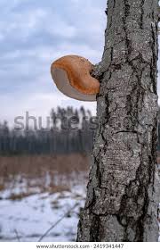 Attēlu rezultāti vaicājumam “Piptoporus betulinus”