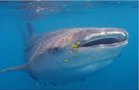 Image result for Rhincodon typus
