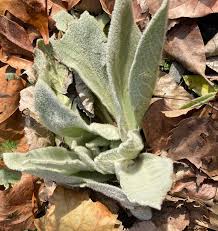 Attēlu rezultāti vaicājumam “Verbascum thapsus fruit”