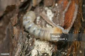 Attēlu rezultāti vaicājumam “Lygistopterus sanguineus larva”