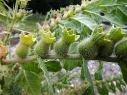 Attēlu rezultāti vaicājumam “Hyoscyamus niger fruit”