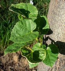 Attēlu rezultāti vaicājumam “Tilia tomentosa leaf”
