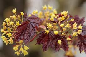 Attēlu rezultāti vaicājumam “Acer platanoides flower”