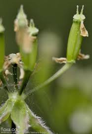 Attēlu rezultāti vaicājumam “Anthriscus sylvestris fruit”