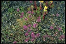 Attēlu rezultāti vaicājumam “Lyonetia prunifoliella”