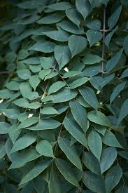 Attēlu rezultāti vaicājumam “Gymnocladus dioicus leaf”