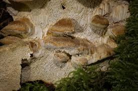 Attēlu rezultāti vaicājumam “Coriolopsis trogii”