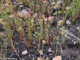 Attēlu rezultāti vaicājumam “Juncus capitatus”
