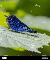 Attēlu rezultāti vaicājumam “Calopteryx virgo”