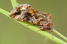 Attēlu rezultāti vaicājumam “Autographa pulchrina”