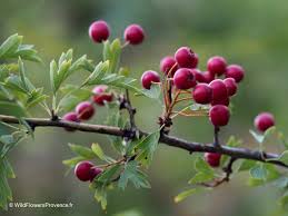 Attēlu rezultāti vaicājumam “Crataegus monogyna fruit”