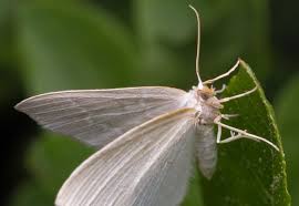 Attēlu rezultāti vaicājumam “Jodis putata”