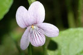 Attēlu rezultāti vaicājumam “Viola palustris”
