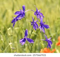 Attēlu rezultāti vaicājumam “Consolida regalis”