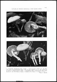 Attēlu rezultāti vaicājumam “Hemitrichia chrysospora young”