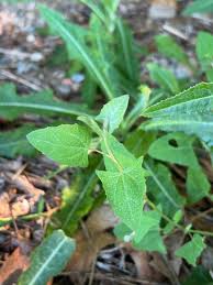 Attēlu rezultāti vaicājumam “Atriplex calotheca leaf”