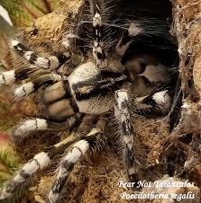 Attēlu rezultāti vaicājumam “Pyralis regalis”