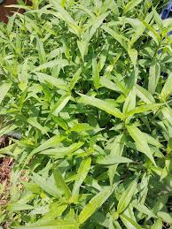 Attēlu rezultāti vaicājumam “Persicaria hydropiper leaf”
