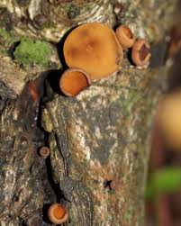 Attēlu rezultāti vaicājumam “Rutstroemia firma”