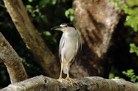 Image result for Nycticorax nycticorax