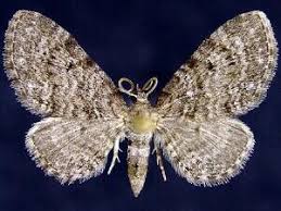 Attēlu rezultāti vaicājumam “Eupithecia satyrata”