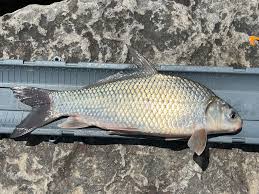 Image result for Carpiodes carpio