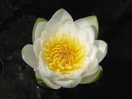 Attēlu rezultāti vaicājumam “Nymphaea candida flower”