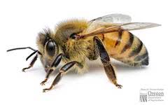 Attēlu rezultāti vaicājumam “Apis mellifera”