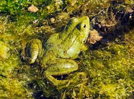 Attēlu rezultāti vaicājumam “Pelophylax adult”