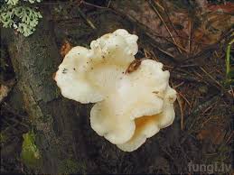 Attēlu rezultāti vaicājumam “Lentinus suavissimus”