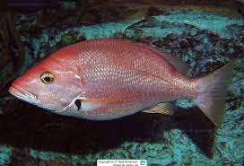Image result for Lutjanus colorado