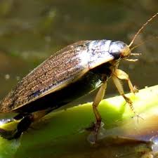 Attēlu rezultāti vaicājumam “Acilius sulcatus female”