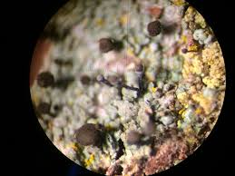 Attēlu rezultāti vaicājumam “Chaenotheca trichialis”