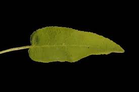 Attēlu rezultāti vaicājumam “Campanula glomerata leaf”