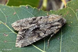 Attēlu rezultāti vaicājumam “Apamea monoglypha”