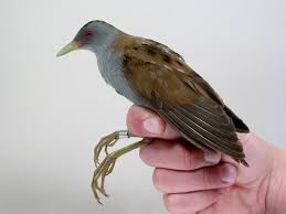 Image result for Porzana parva