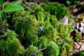 Attēlu rezultāti vaicājumam “Sphagnum wulfianum”