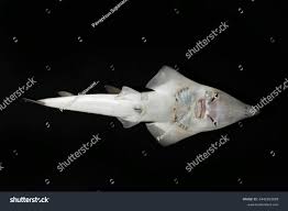 Image result for Rhynchobatus australiae