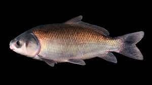 Image result for Ictiobus niger