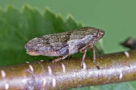 Attēlu rezultāti vaicājumam “Aphrophora alni”