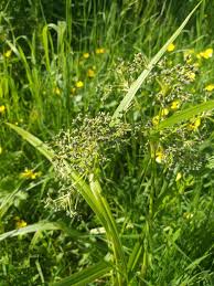 Attēlu rezultāti vaicājumam “Scirpus sylvaticus leaf”