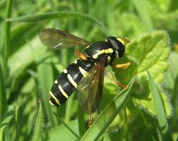 Attēlu rezultāti vaicājumam “Xanthogramma sp.”