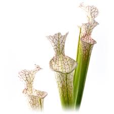 Image result for selvatici tehron