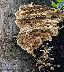 Attēlu rezultāti vaicājumam “Cerrena unicolor”