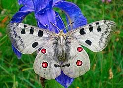 Attēlu rezultāti vaicājumam “Parnassius mnemosyne upperside”