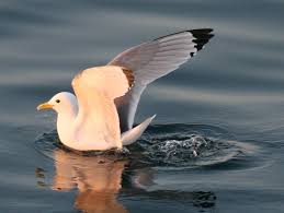 Attēlu rezultāti vaicājumam “Rissa tridactyla adult”