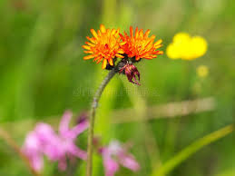 Attēlu rezultāti vaicājumam “Pilosella aurantiaca flower”